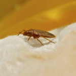 Bed Bug close-up