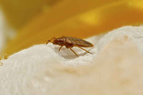 Bed Bug close-up