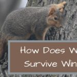 How Does Wildlife Survive Winter?