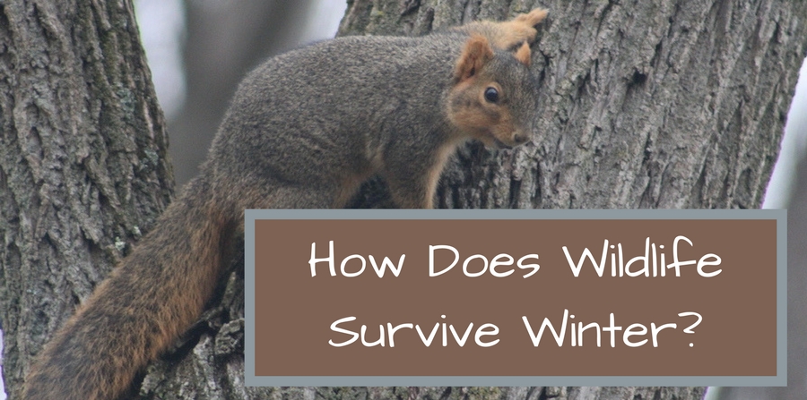 How Does Wildlife Survive Winter?