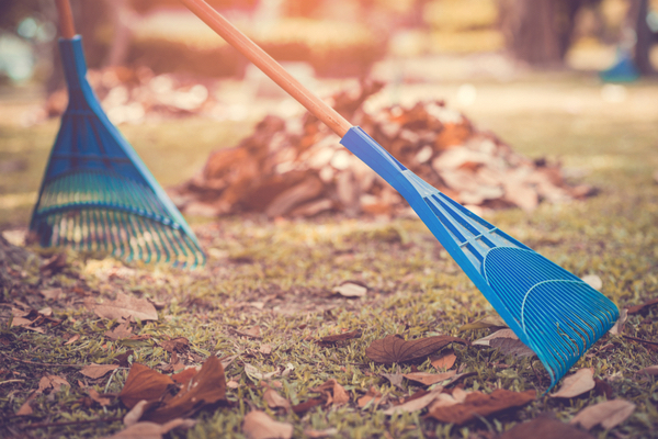 How raking keeps pests away
