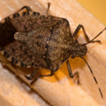 Stink Bug close-up