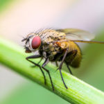 House fly perched on a plant stalk