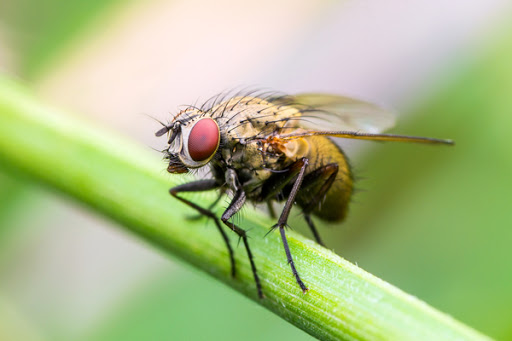 House fly perched on a plant stalk