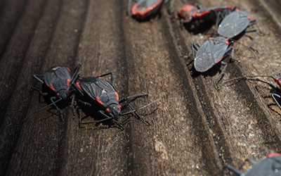 Boxelder bugs congregate in Michigan attic - learn how to get rid of them with Griffin Pest Solutions