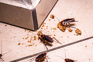 Cockroaches snacking on crumbs in a Michigan home - learn how to prevent pest infestations like this in your home