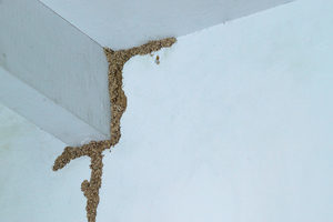 Stop termites by depriving them of food sources and protecting wooden structures.