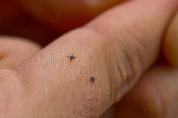 How to check for ticks