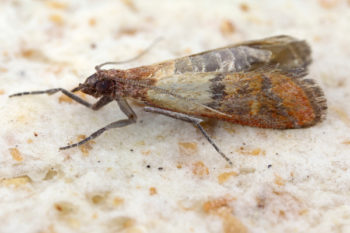 Close-up of an Indian Meal Moth