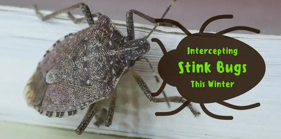 Intercepting Stink Bugs