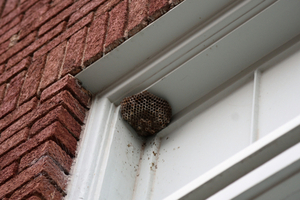 How to keep wasps away