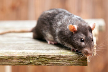 Rodent on wooden ledge in Kalamazoo MI