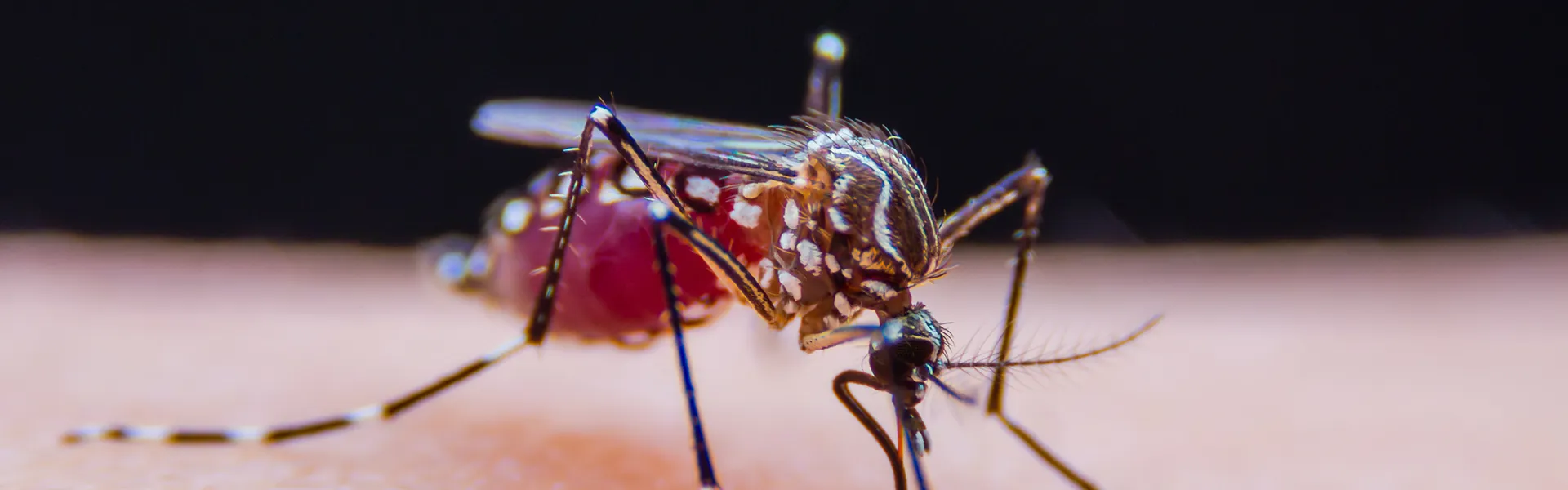 Close up of a mosquito on a person's hand