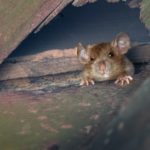 Mouse peeking through hole in attic wall