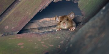 Mouse peeking through hole in attic wall