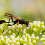 Mud dauber wasp on flowers - prevent stinging insects this summer!