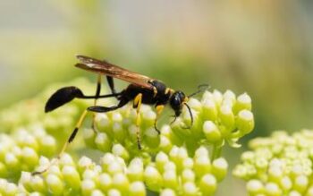 Mud dauber wasp on flowers - prevent stinging insects this summer!