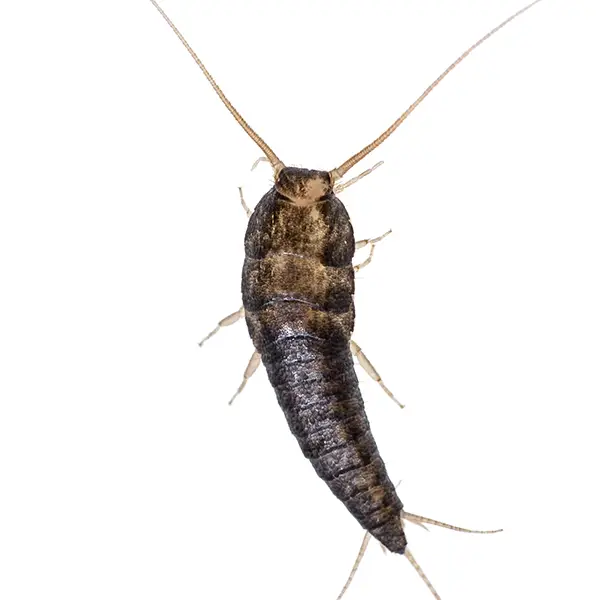 A silverfish on a white background