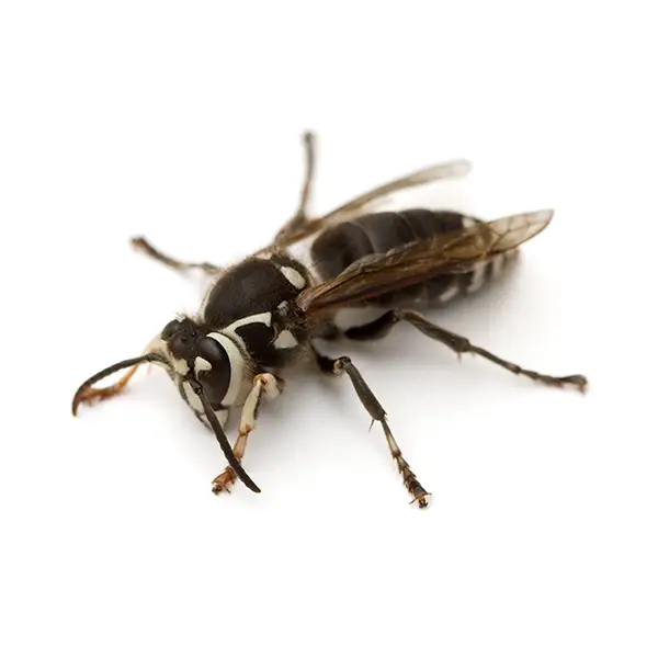 A bald-faced hornet on a white background