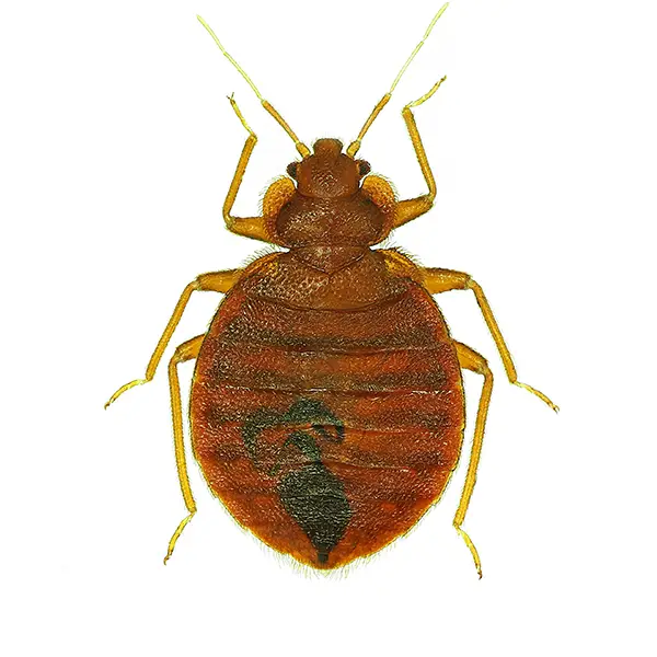 A bed bug on a white background