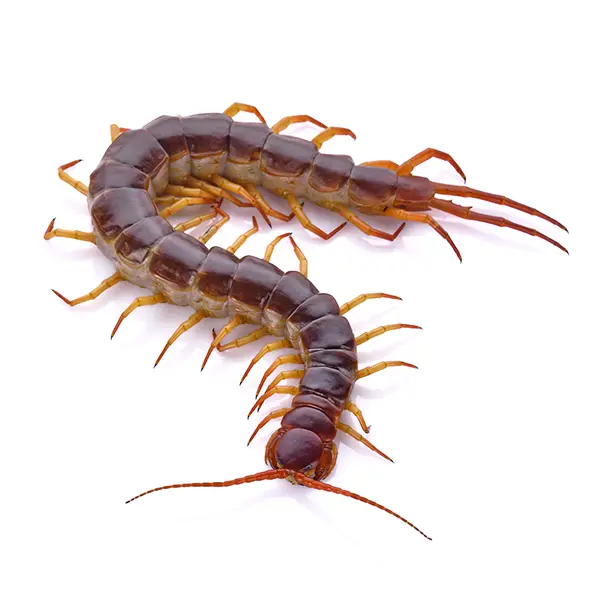 A centipede on a white background