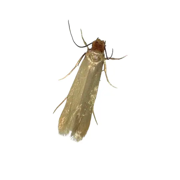 A clothes moth on a white background