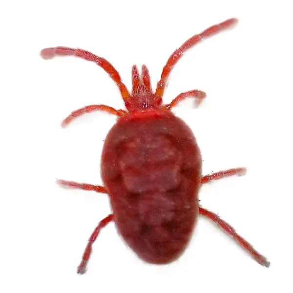 A clover mite on a white background