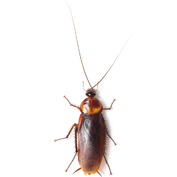 A cockroach on a white background