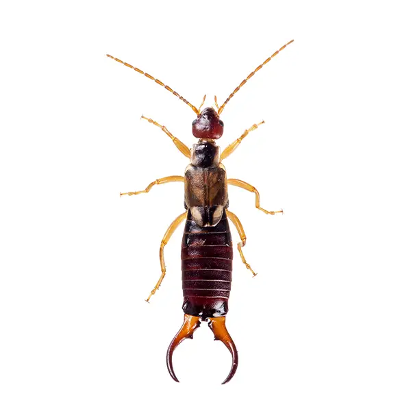 An earwig on a white background