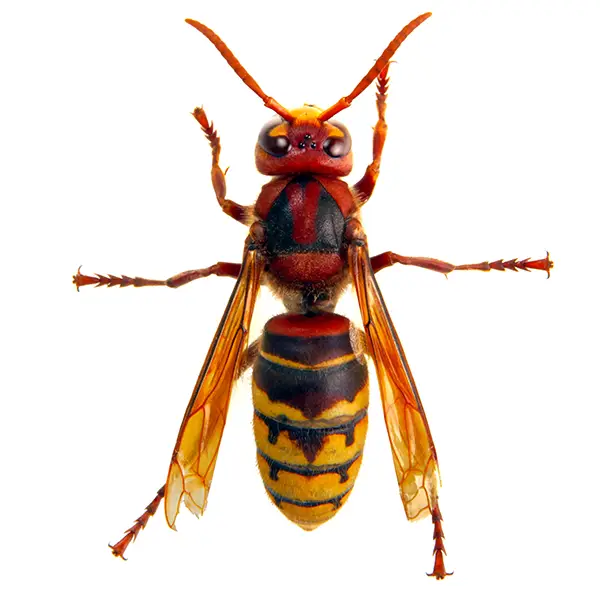 Hornet | Griffin Pest Solutions serving Kalamazoo, MI
