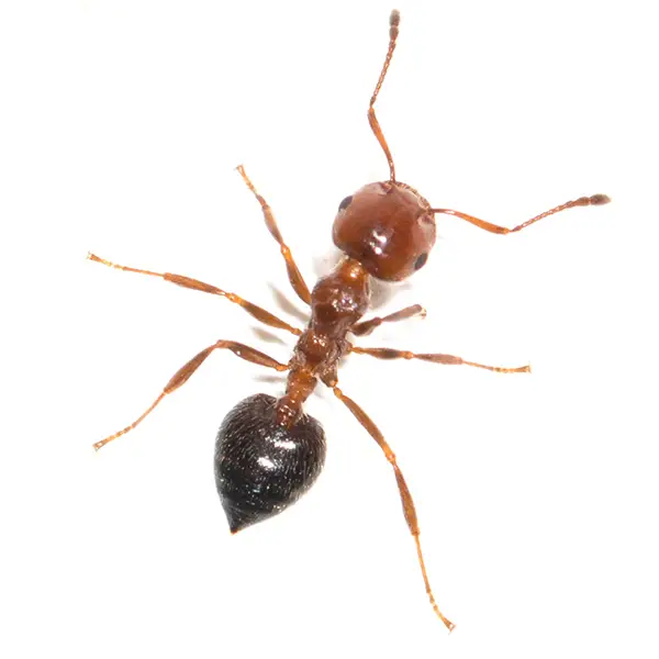 A house ant on a white background