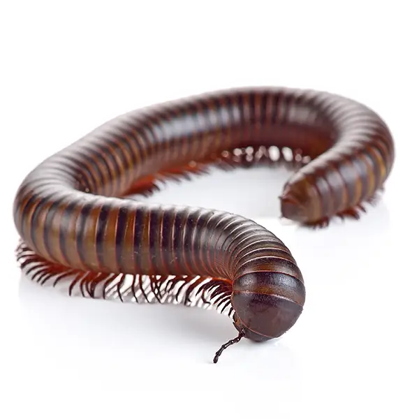 A millipede on a white background