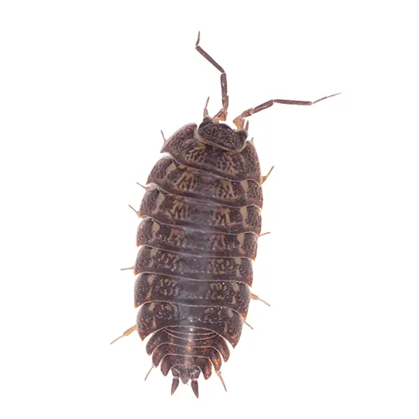 A pill bug on a white background