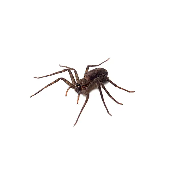 A spider on a white background