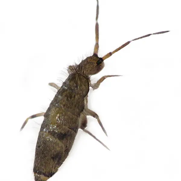 A springtail on a white background