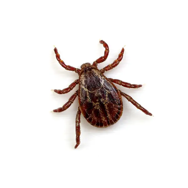 A tick on a white background