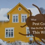 What Pest Control Can Do For You This Winter