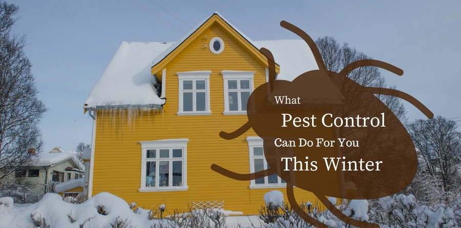 What Pest Control Can Do For You This Winter