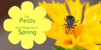 Pests that wake up in spring