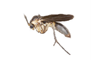 Phorid flies