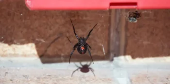Poisonous Spiders in Michigan by Griffin Pest Solutions