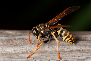 Polistes dominulus European Paper Wasp on a wooden board