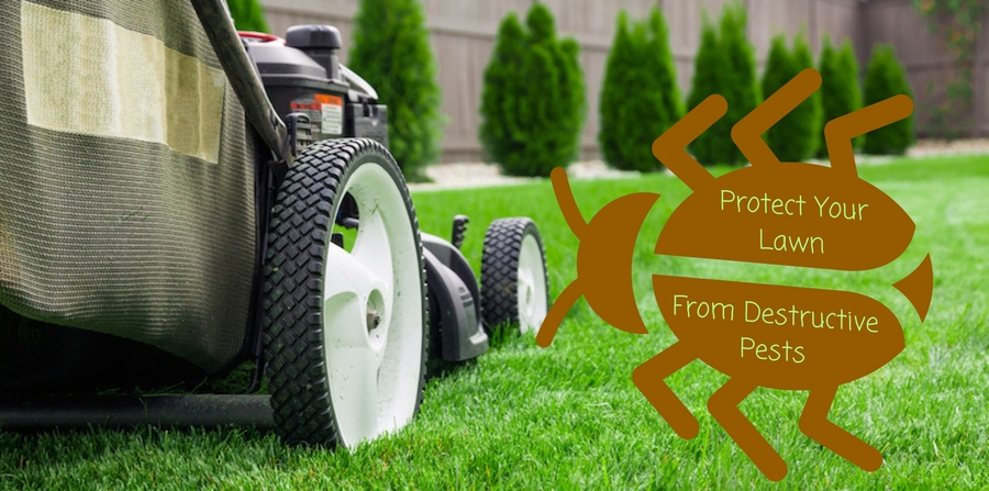 Protect your lawn from destructive pests