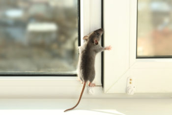 Rat using window to get into house