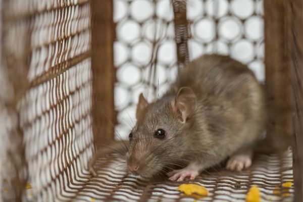 Rodent Treatment by Griffin Pest Solutions