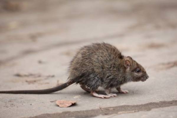 Rodent Identification by Griffin Pest Solutions
