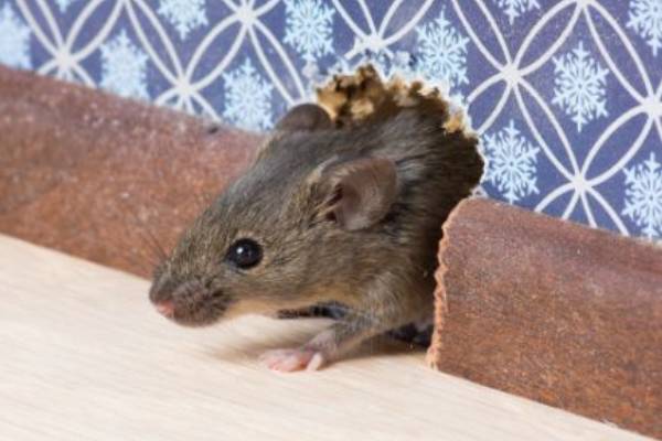 Rodent Exclusion and Prevention by Griffin Pest Solutions