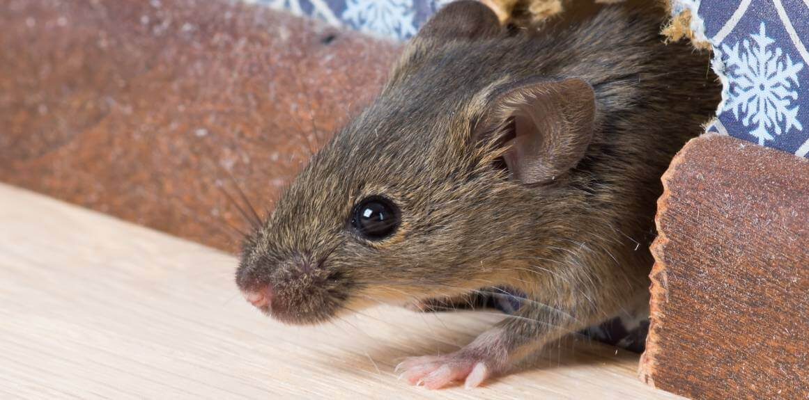 Preventing Rodents In Your Home in your area