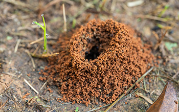 Signs of an Ant Infestation in Kalamazoo MI | Griffin Pest Solutions