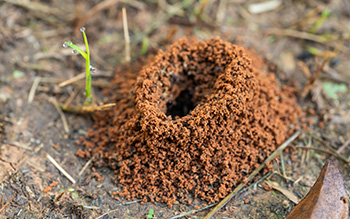 Signs of an Ant Infestation in your area